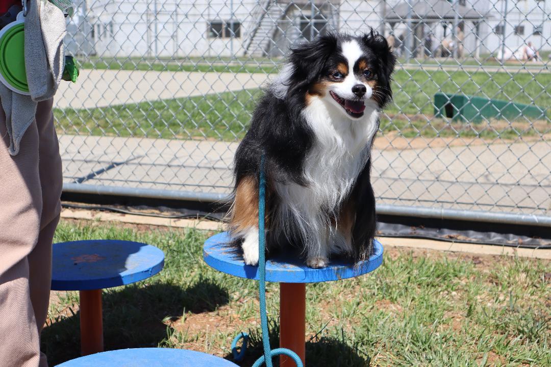 Enlarge Falcon - Mini Aussie, an adopted Australian Shepherd in Goshen, KY image 4/4
