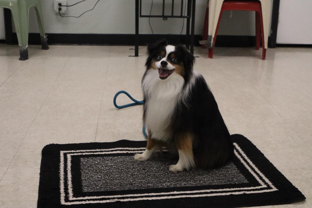 Enlarge Falcon - Mini Aussie, an adopted Australian Shepherd in Goshen, KY image 3/4