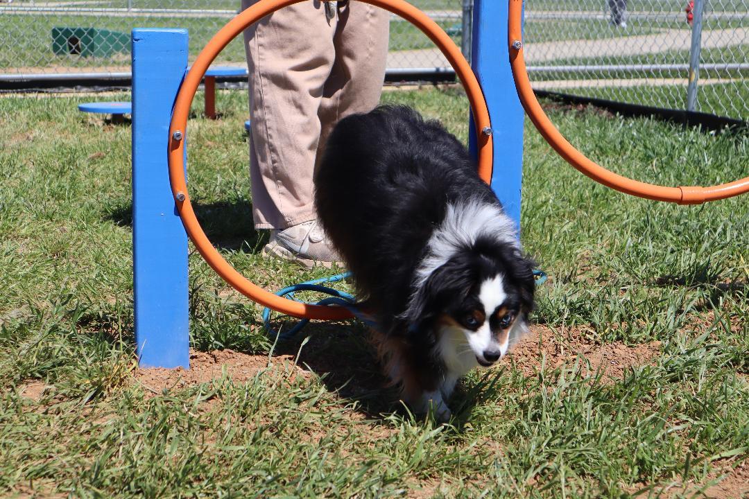 Enlarge Falcon - Mini Aussie, an adopted Australian Shepherd in Goshen, KY image 2/4