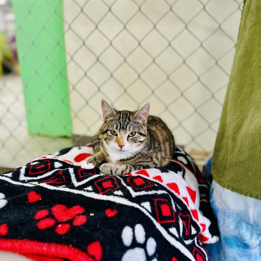 Enlarge Hoots, a Adoptable Domestic Short Hair in East Smithfield , PA image 1/6