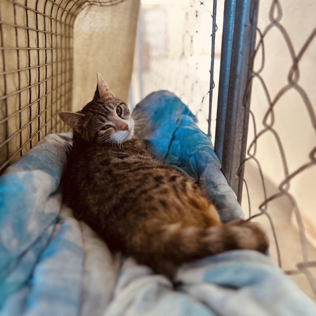 Enlarge Hoots, a Adoptable Domestic Short Hair in East Smithfield , PA image 2/6