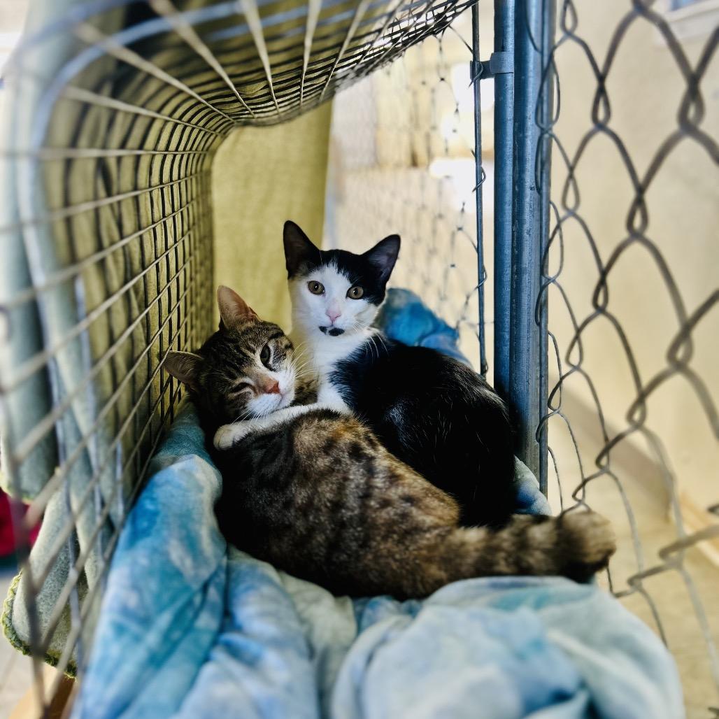 Enlarge Hoots, a Adoptable Domestic Short Hair in East Smithfield , PA image 3/6