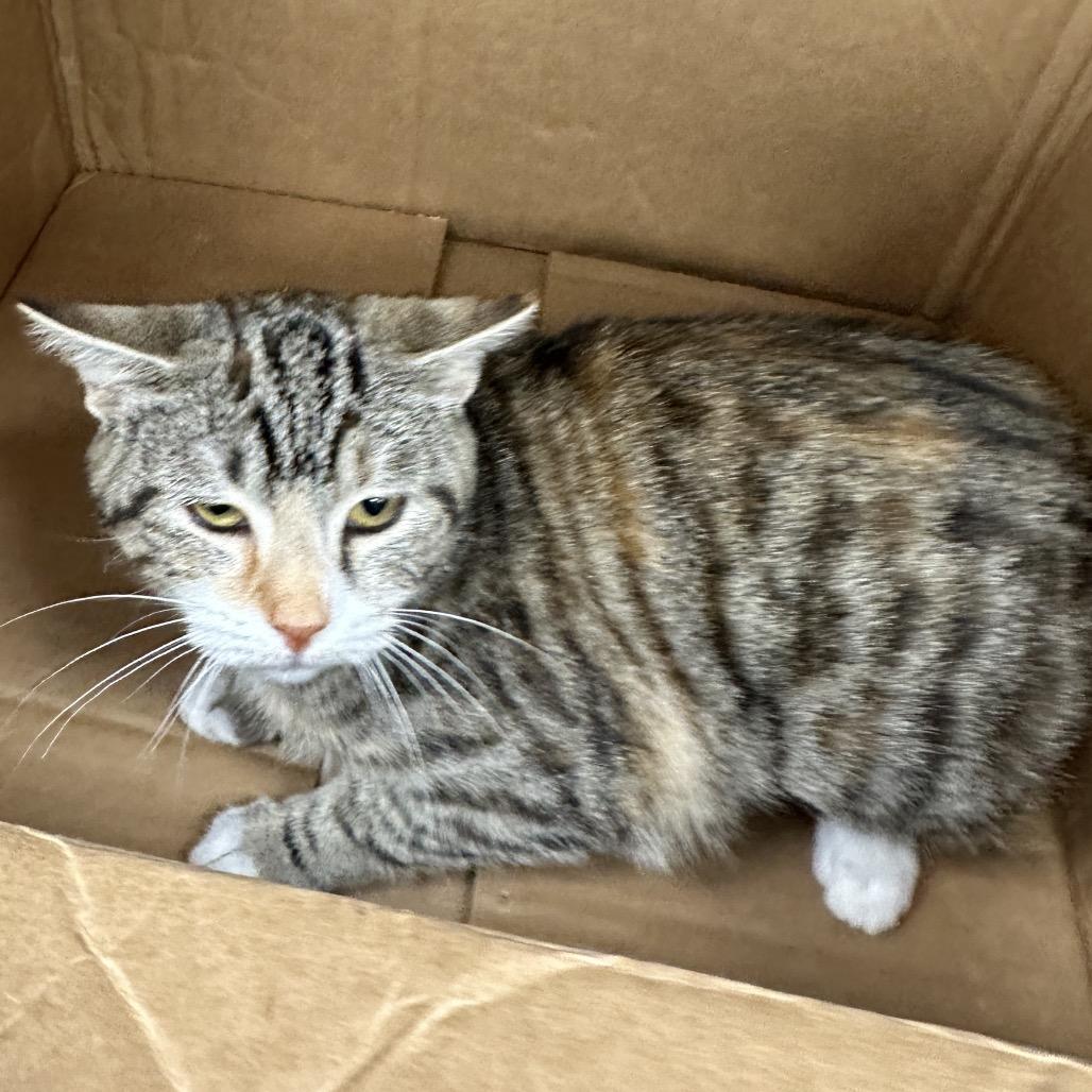 Enlarge Hoots, a Adoptable Domestic Short Hair in East Smithfield , PA image 4/6