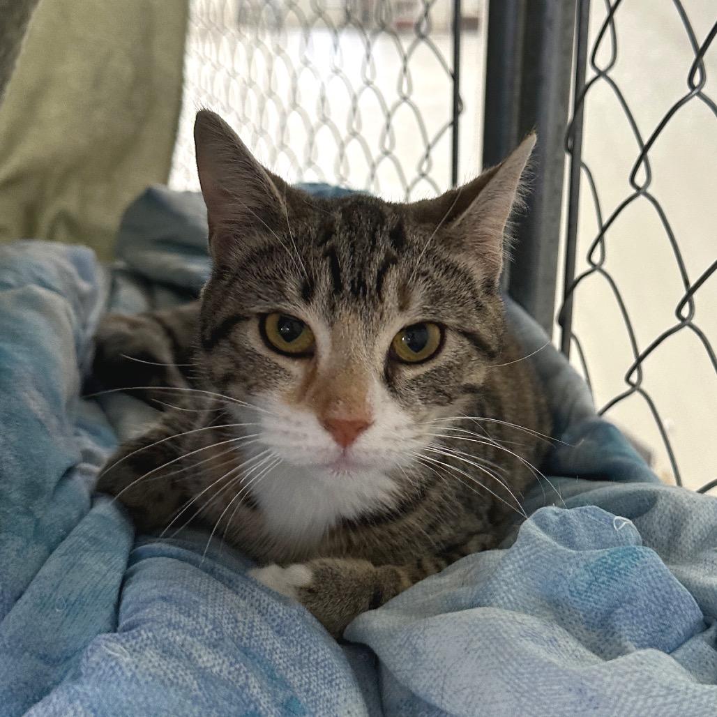 Enlarge Hoots, a Adoptable Domestic Short Hair in East Smithfield , PA image 5/6