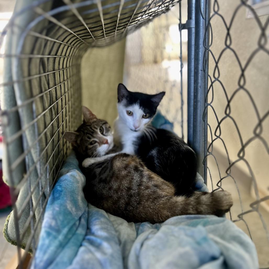 Enlarge Hoots, a Adoptable Domestic Short Hair in East Smithfield , PA image 6/6