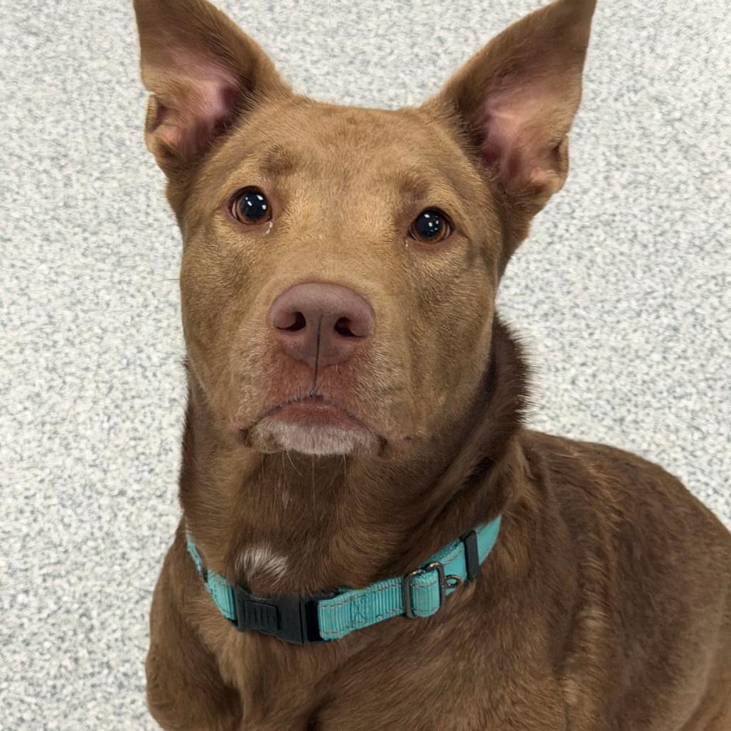 Nala, Adoptable, Adult Female Shepherd.