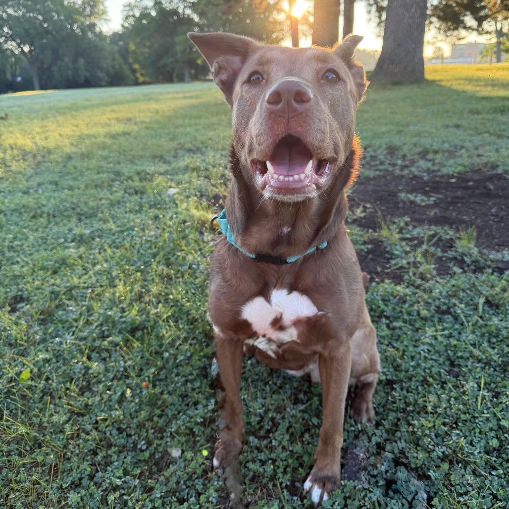 Enlarge Nala, a Adoptable Shepherd in Grand Rapids, MI image 2/6