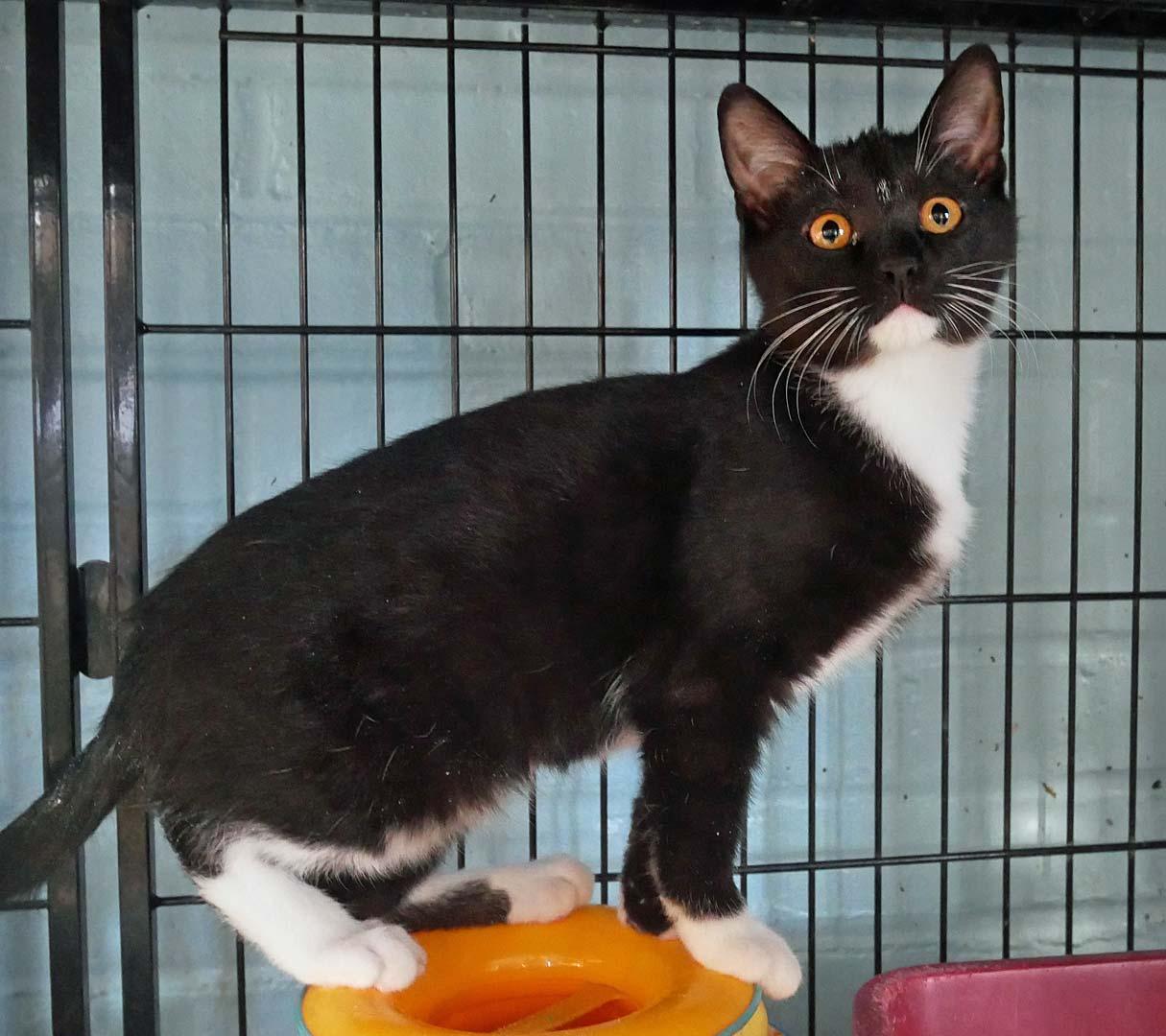 Manticore, ADOPTABLE, Kitten Male Domestic Short Hair & Tuxedo.