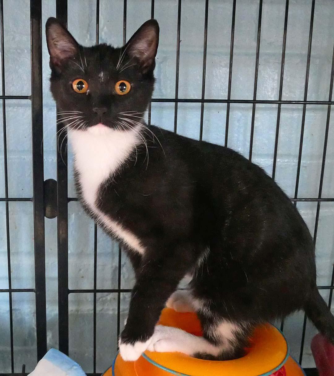 Enlarge Manticore, a ADOPTABLE mixed breed in Bloomingdale, NJ image 2/3