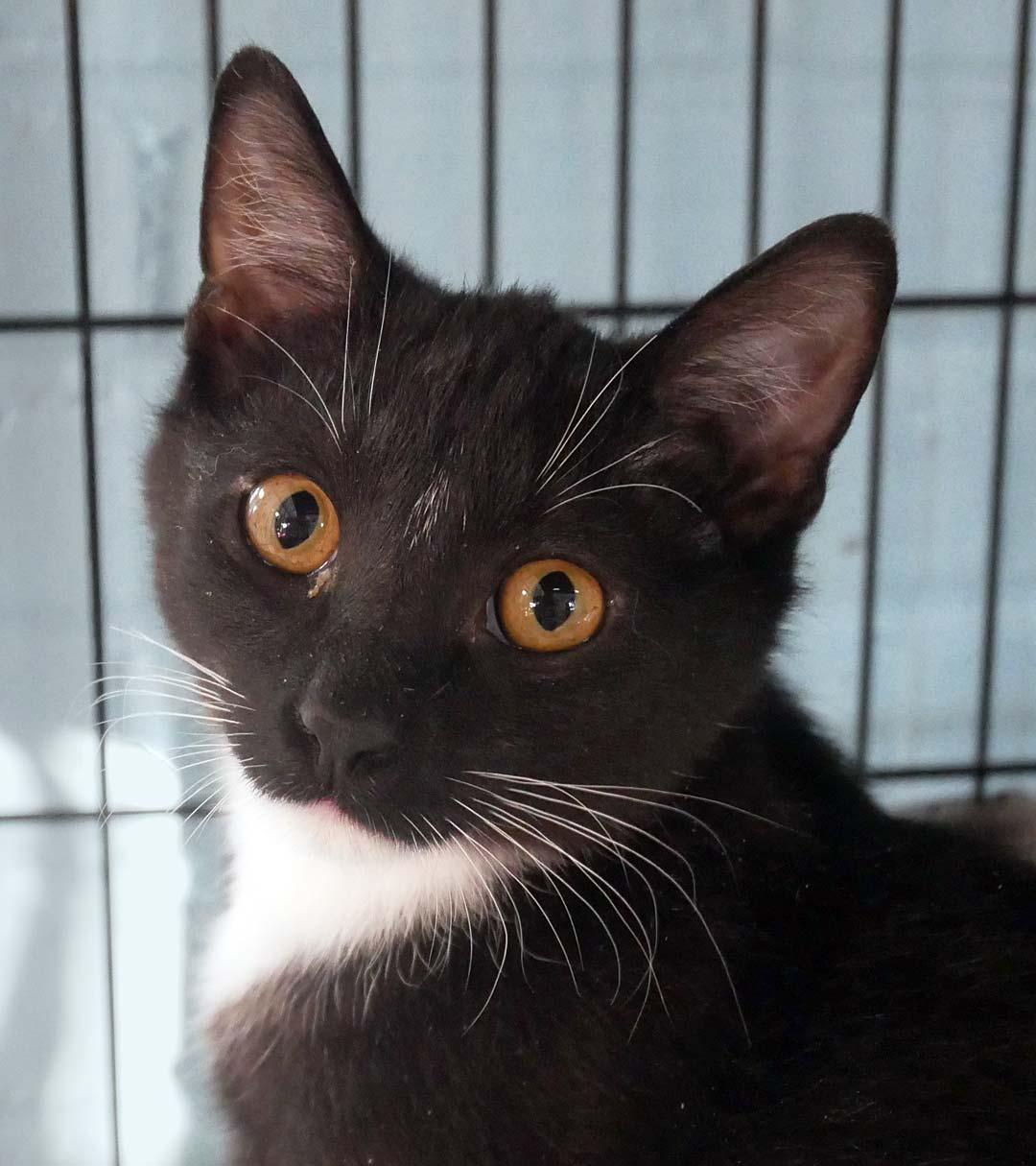 Enlarge Manticore, a ADOPTABLE mixed breed in Bloomingdale, NJ image 3/3