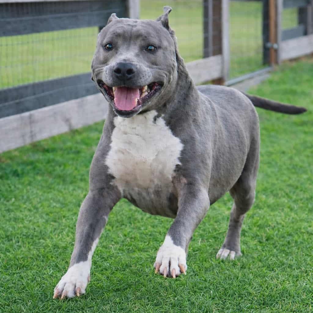 PRINCESSA, Adoptable, Adult Female American Staffordshire Terrier.