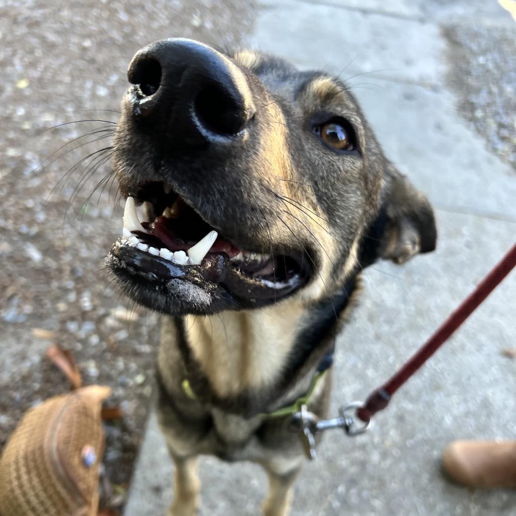 Lila — thumbnail 3