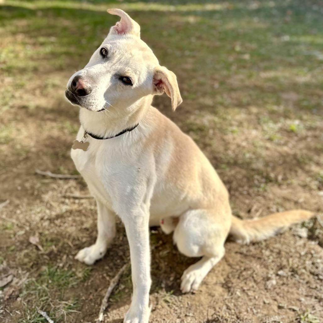 Soda Pop, Adoptable, Adult Male Yellow Labrador Retriever.