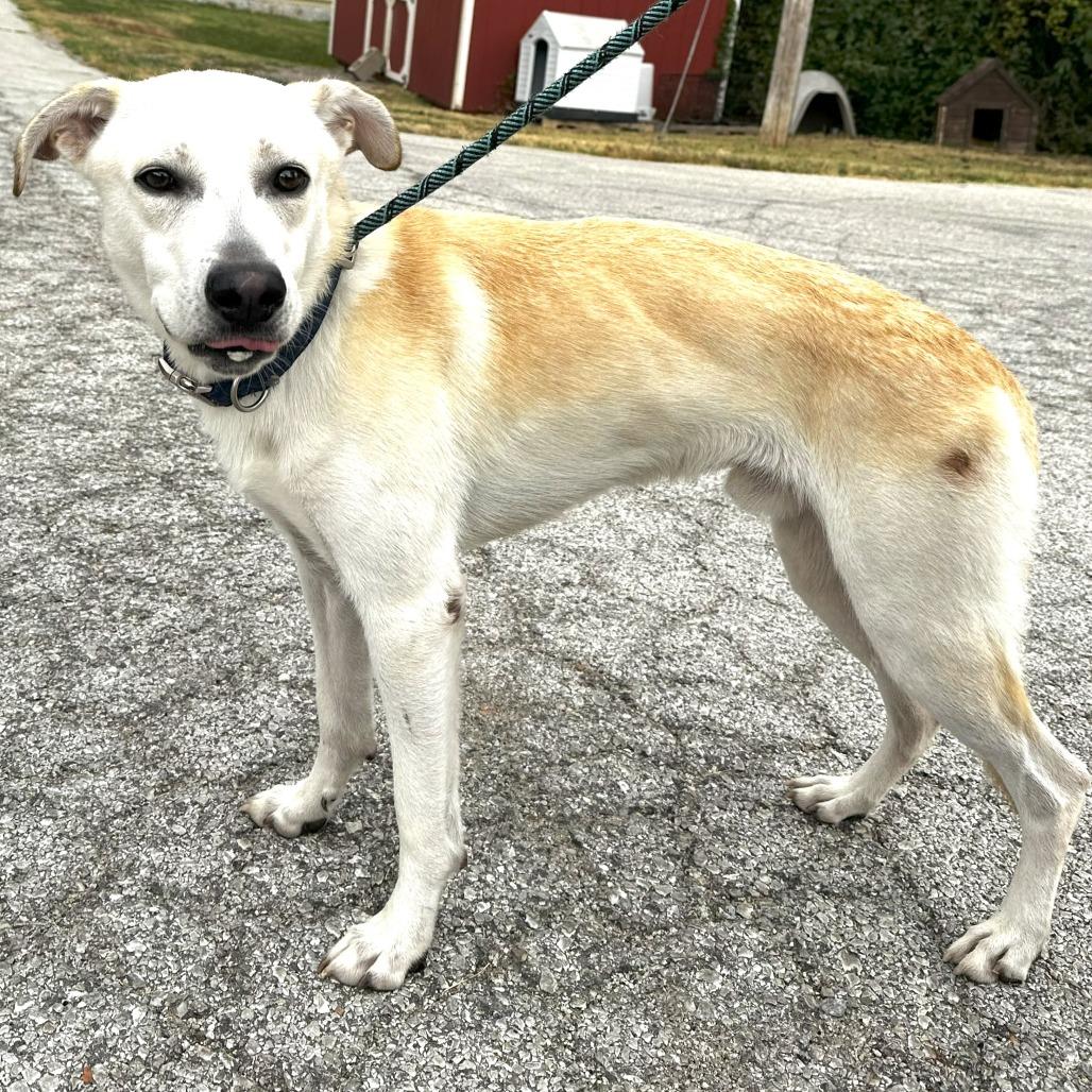 Enlarge Soda Pop, a Adoptable Yellow Labrador Retriever in Warrensburg, MO image 2/2