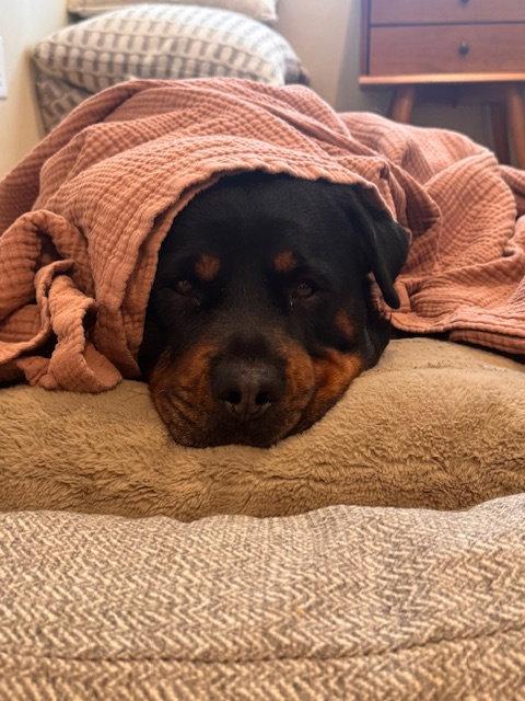 Enlarge Dexter, a Adoptable Rottweiler in Hillsboro, NH image 1/3