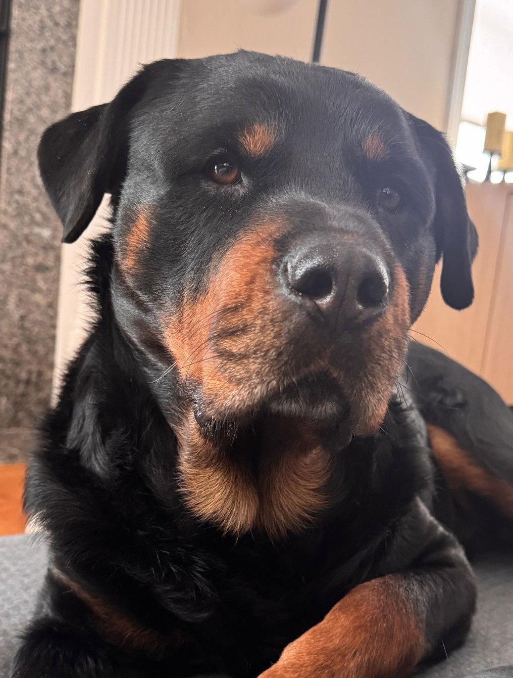 Enlarge Dexter, a Adoptable Rottweiler in Hillsboro, NH image 2/3