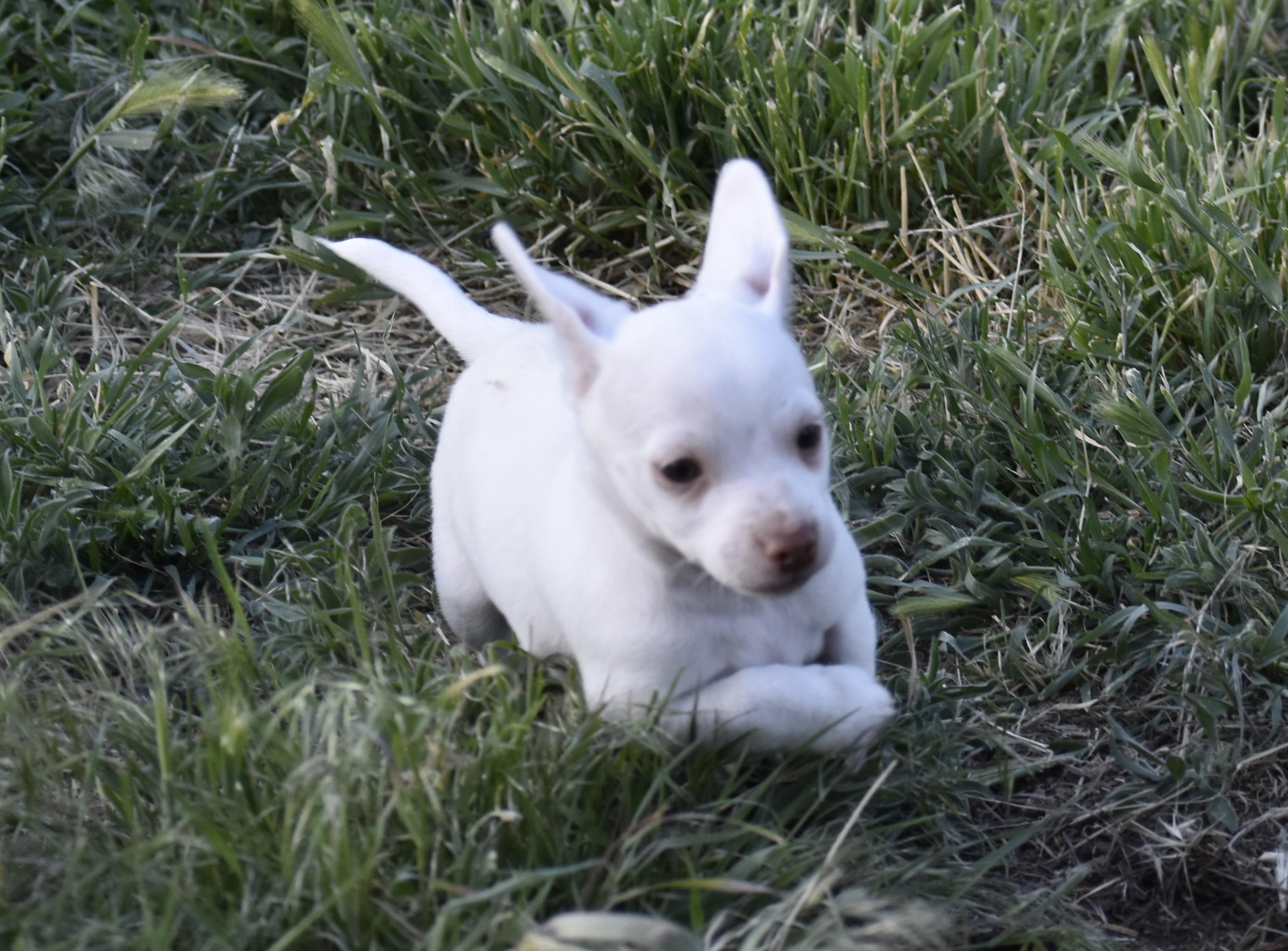 Grover, a ADOPTABLE mixed breed in Union Gap, WA image 2/6
