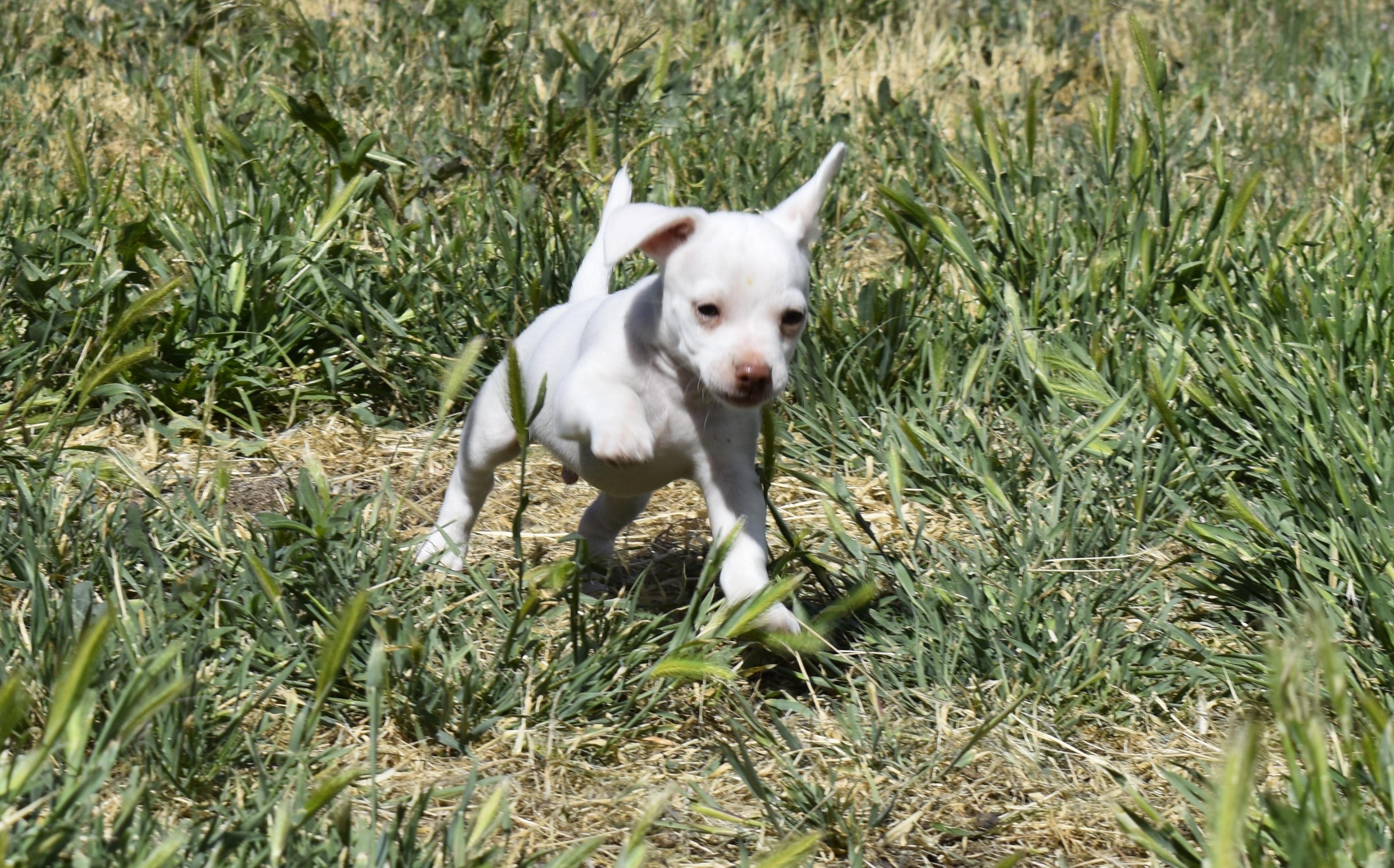 Grover, a ADOPTABLE mixed breed in Union Gap, WA image 1/6