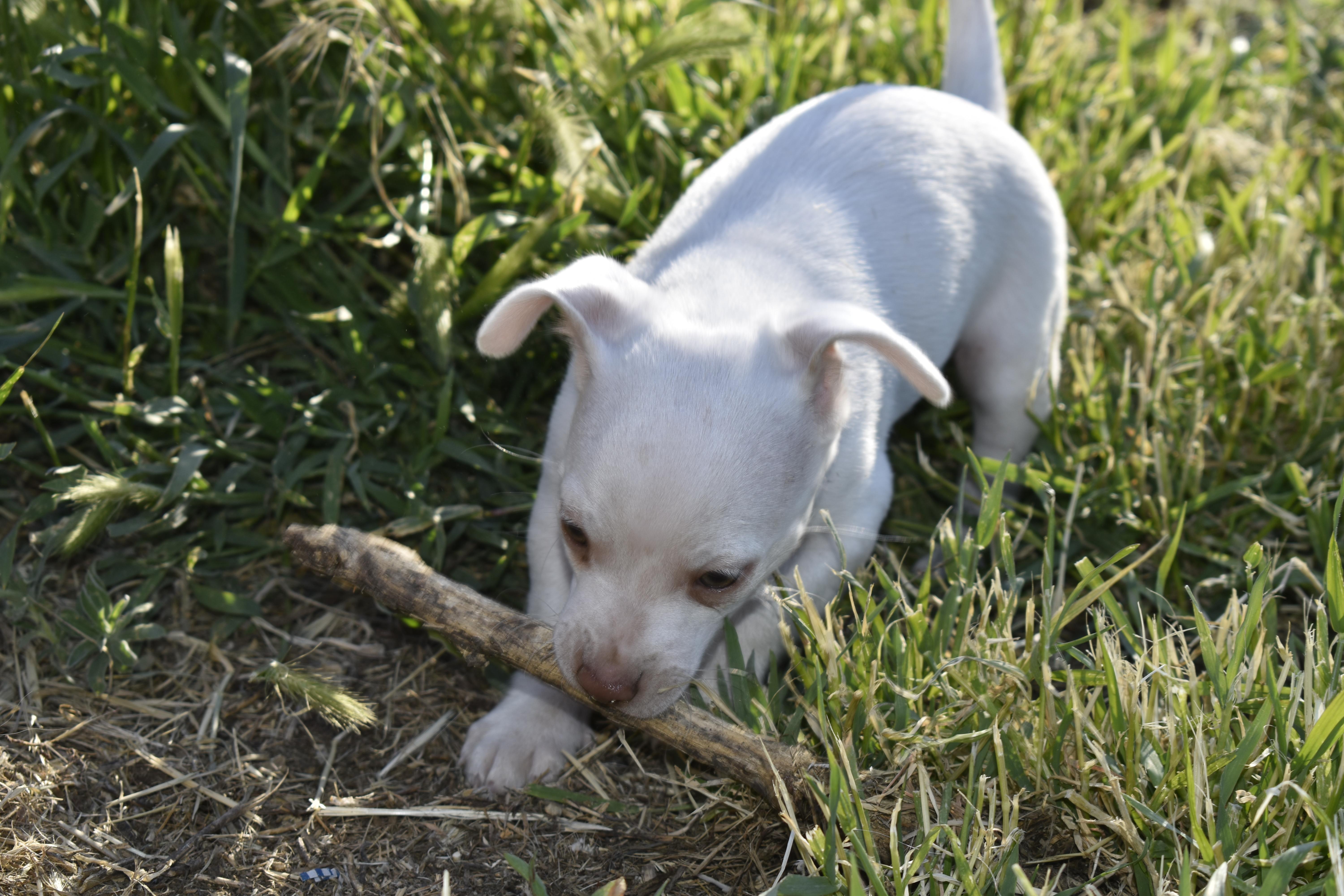 Grover, a ADOPTABLE mixed breed in Union Gap, WA image 3/6