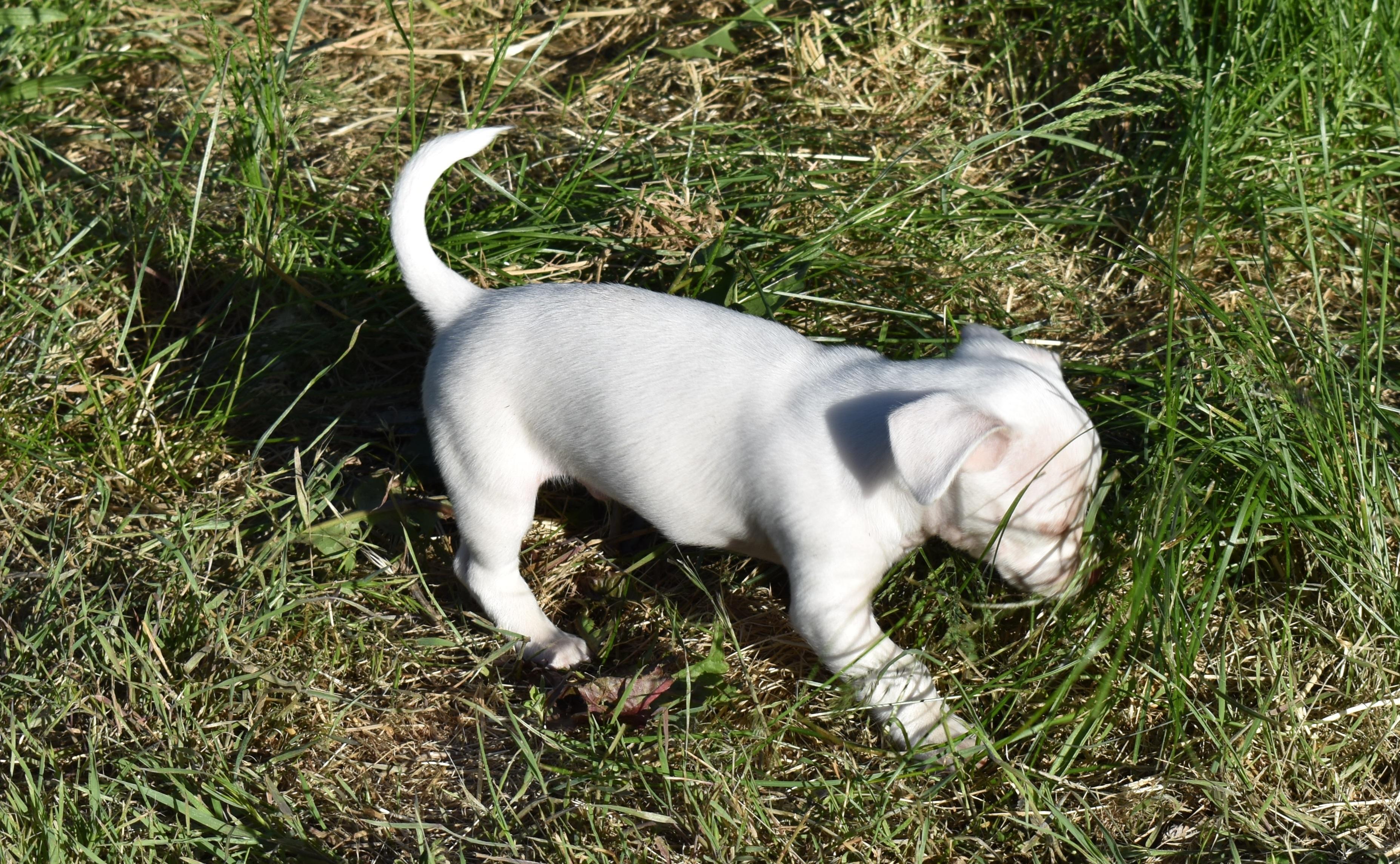 Grover, a ADOPTABLE mixed breed in Union Gap, WA image 4/6