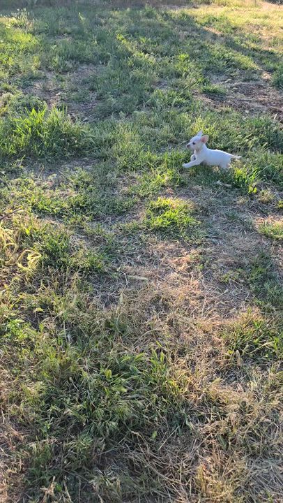Enlarge Grover, a ADOPTABLE mixed breed in Union Gap, WA video 6/6