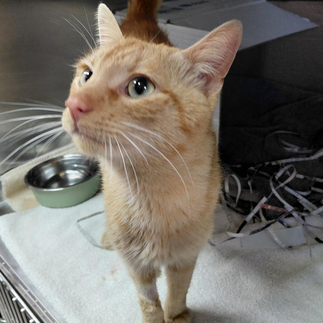 Cupid, Adoptable, Young Male Domestic Short Hair.