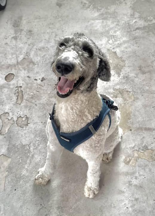 Geenie, adopted, Young Female Labradoodle.