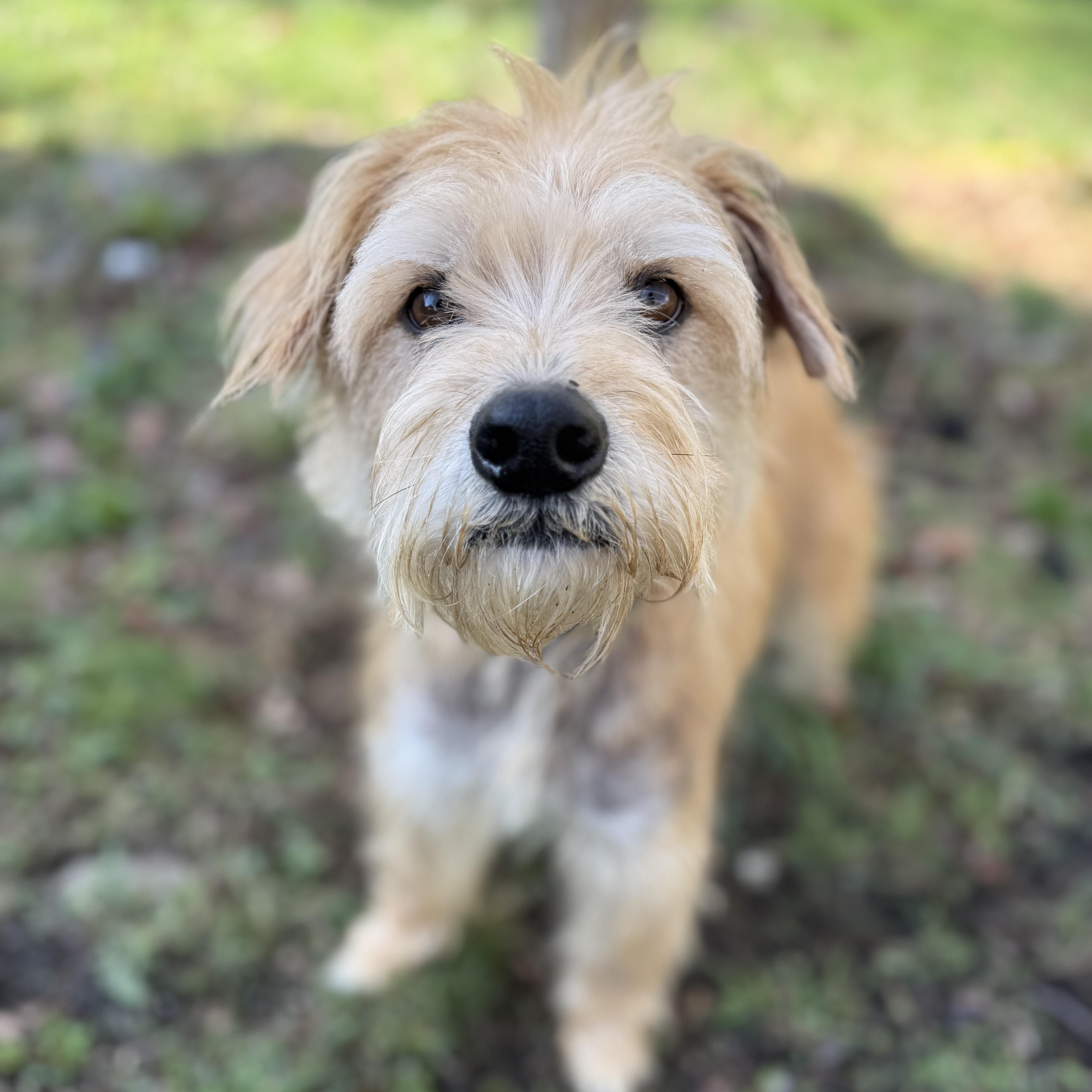 Enlarge Rusty, a Adoptable mixed breed in Tomkins Cove, NY image 5/6