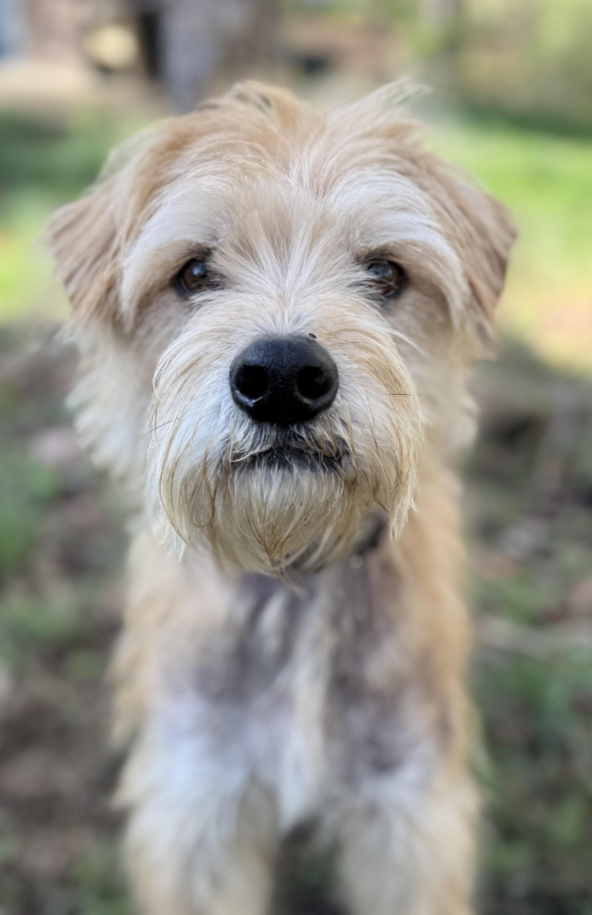 Rusty, Adoptable, Adult Male Wheaten Terrier & Standard Schnauzer.