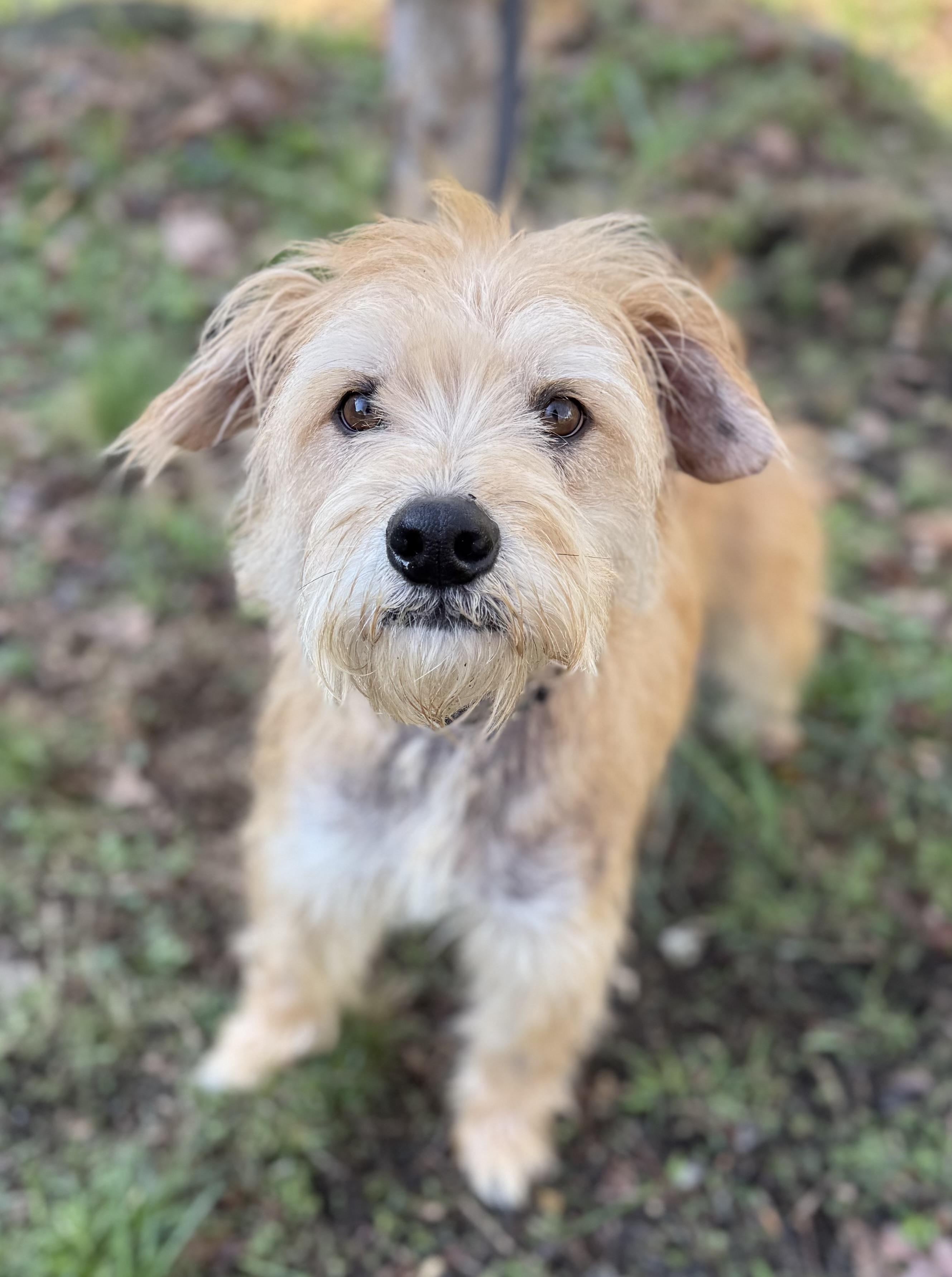 Enlarge Rusty, a Adoptable mixed breed in Tomkins Cove, NY image 4/6