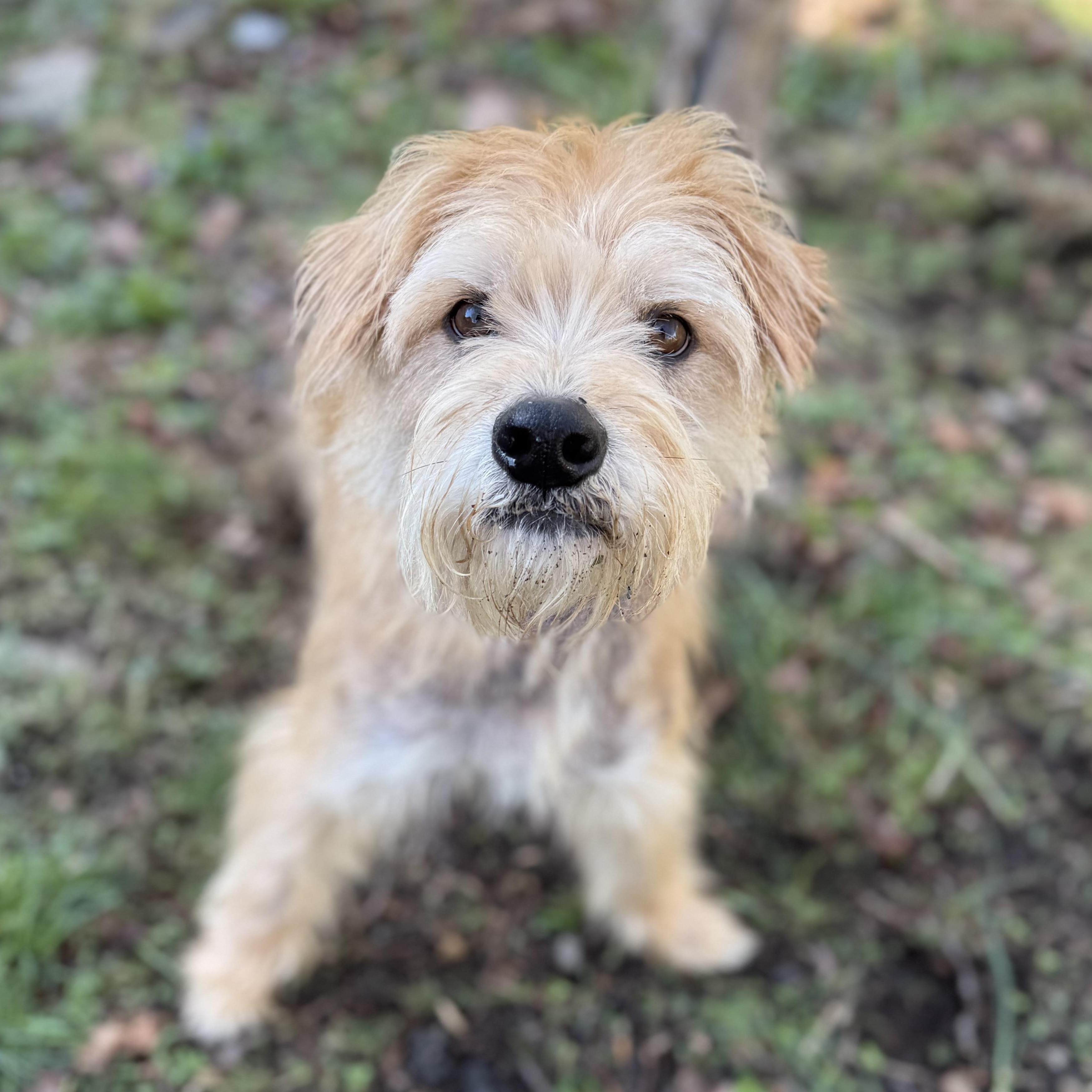 Enlarge Rusty, a Adoptable mixed breed in Tomkins Cove, NY image 2/6