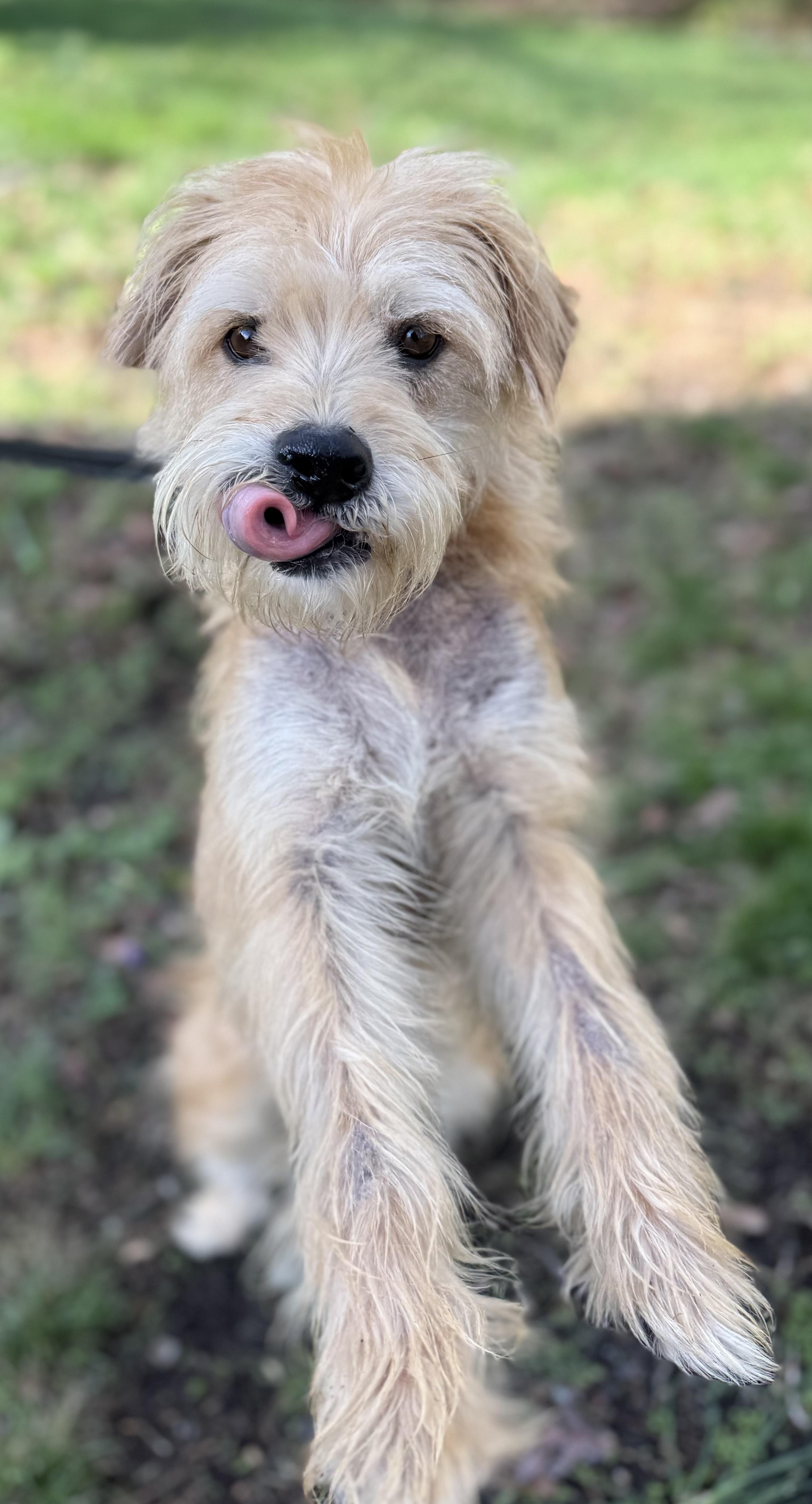 Enlarge Rusty, a Adoptable mixed breed in Tomkins Cove, NY image 3/6