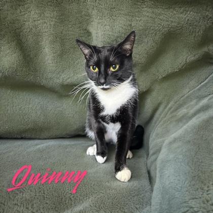 Quinny — thumbnail 2