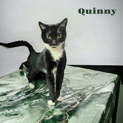 Quinny — thumbnail 4