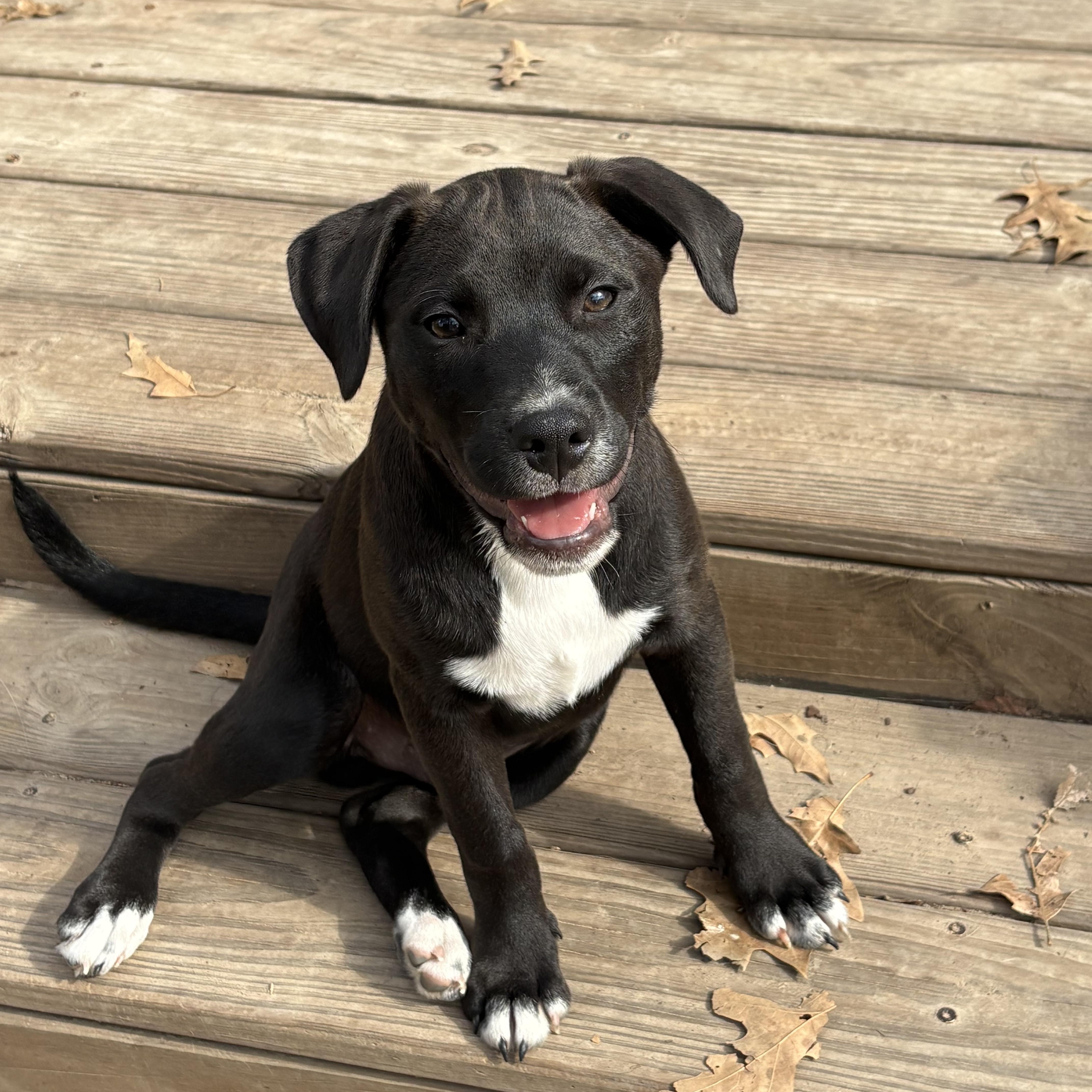 Enlarge Astro, an adopted mixed breed in Houston, TX image 1/3