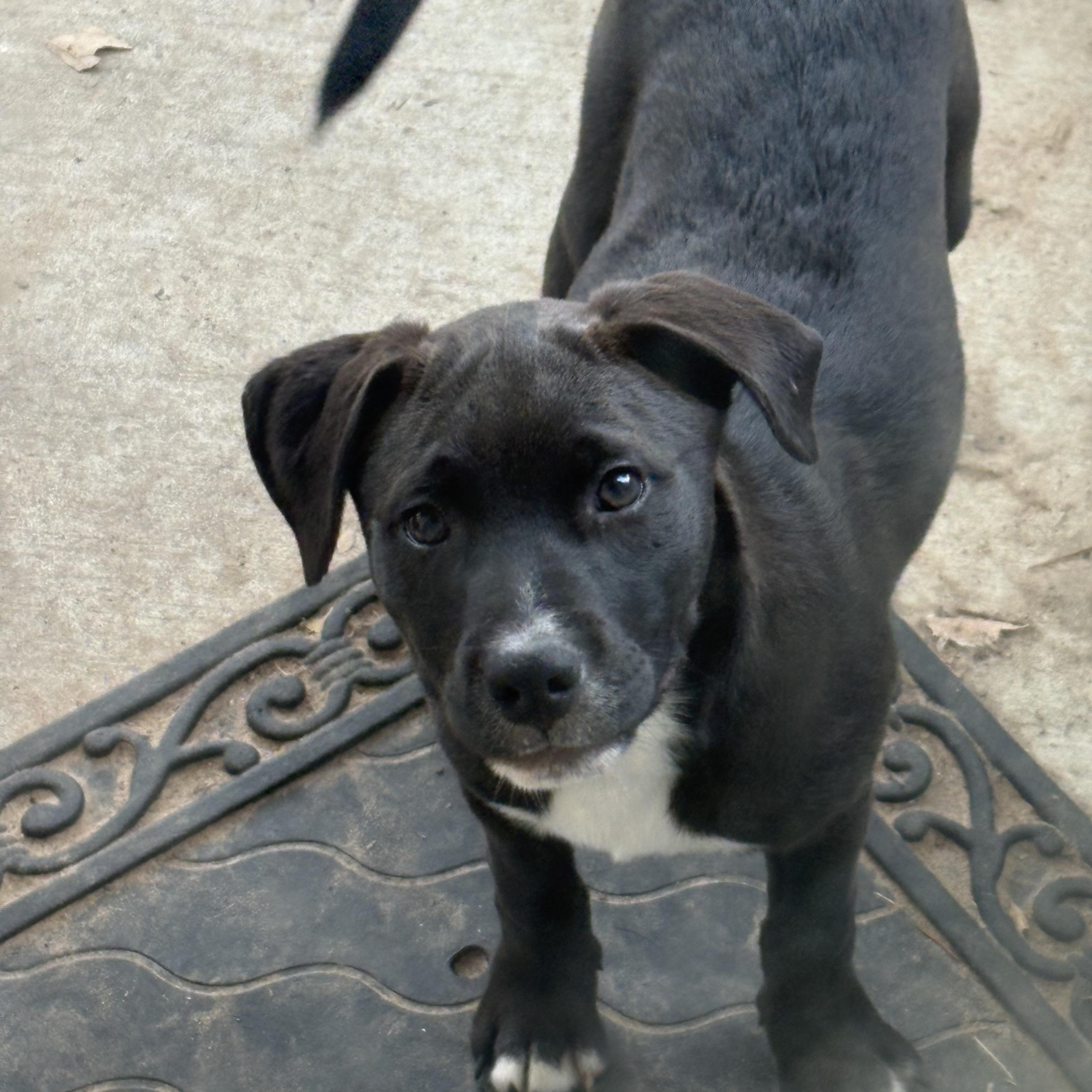 Enlarge Astro, an adopted mixed breed in Houston, TX image 2/3