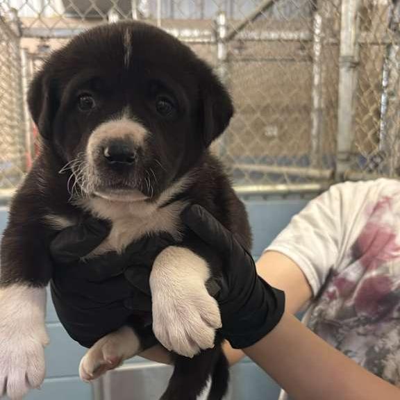Piranha SPONSORED, Adoptable, Puppy Male Mixed Breed.