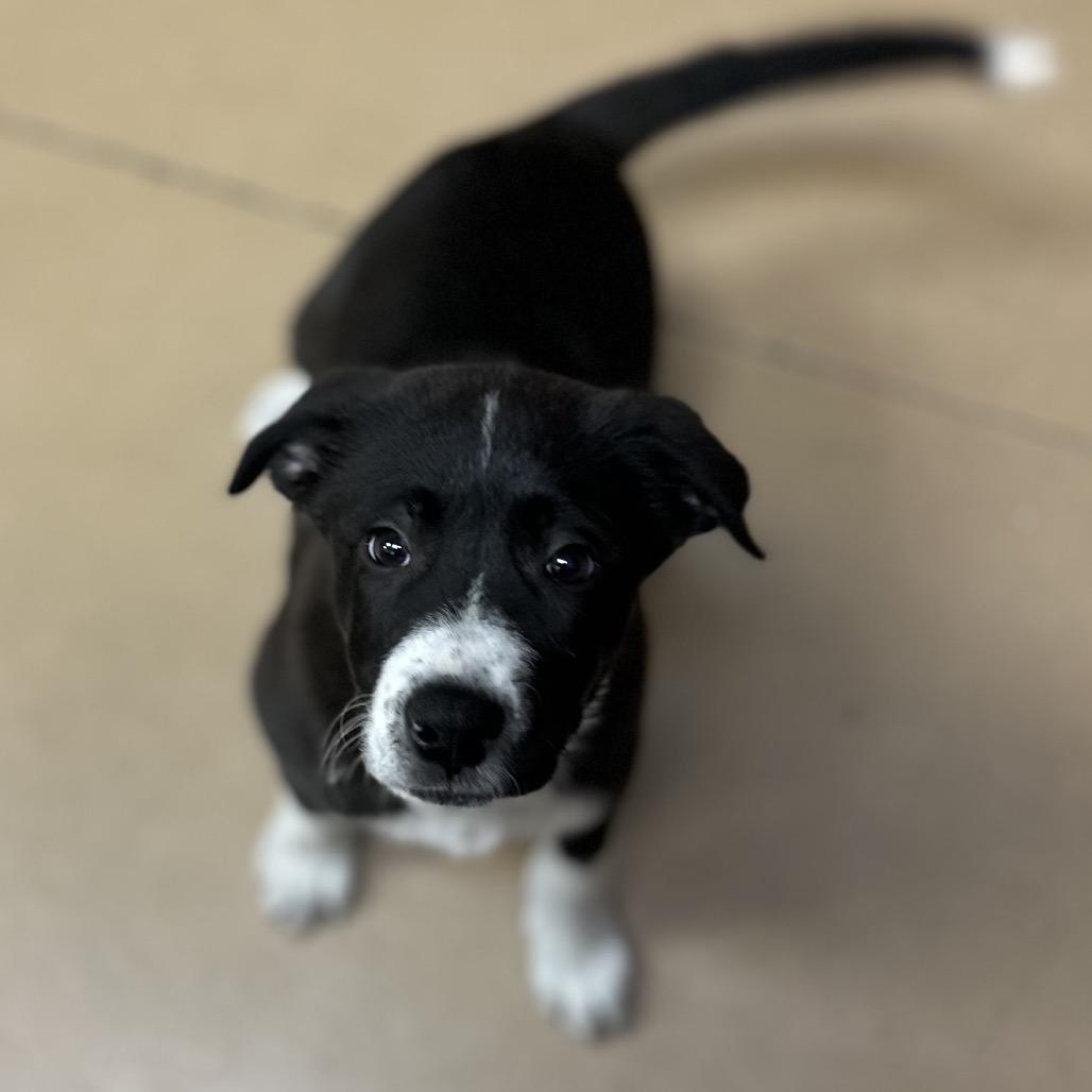 Enlarge Piranha SPONSORED, a Adoptable Mixed Breed in Gadsden, AL image 2/6