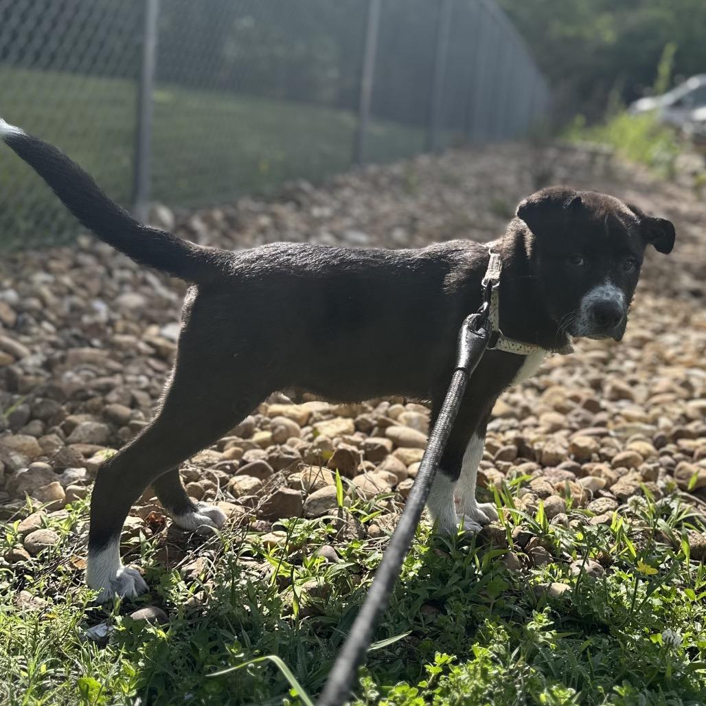 Enlarge Piranha SPONSORED, a Adoptable Mixed Breed in Gadsden, AL image 3/6