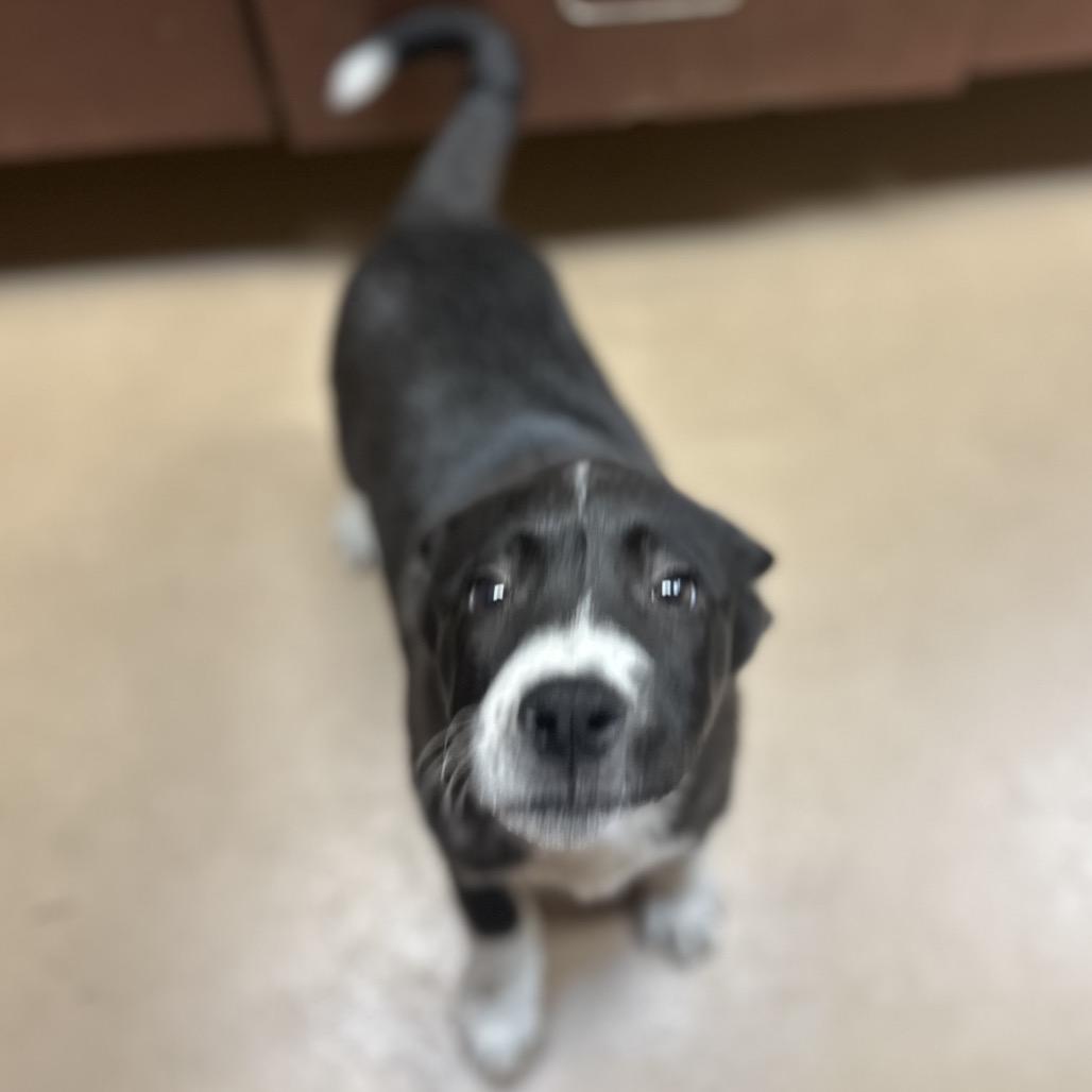 Enlarge Piranha SPONSORED, a Adoptable Mixed Breed in Gadsden, AL image 4/6