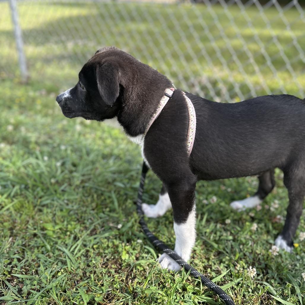 Enlarge Piranha SPONSORED, a Adoptable Mixed Breed in Gadsden, AL image 5/6