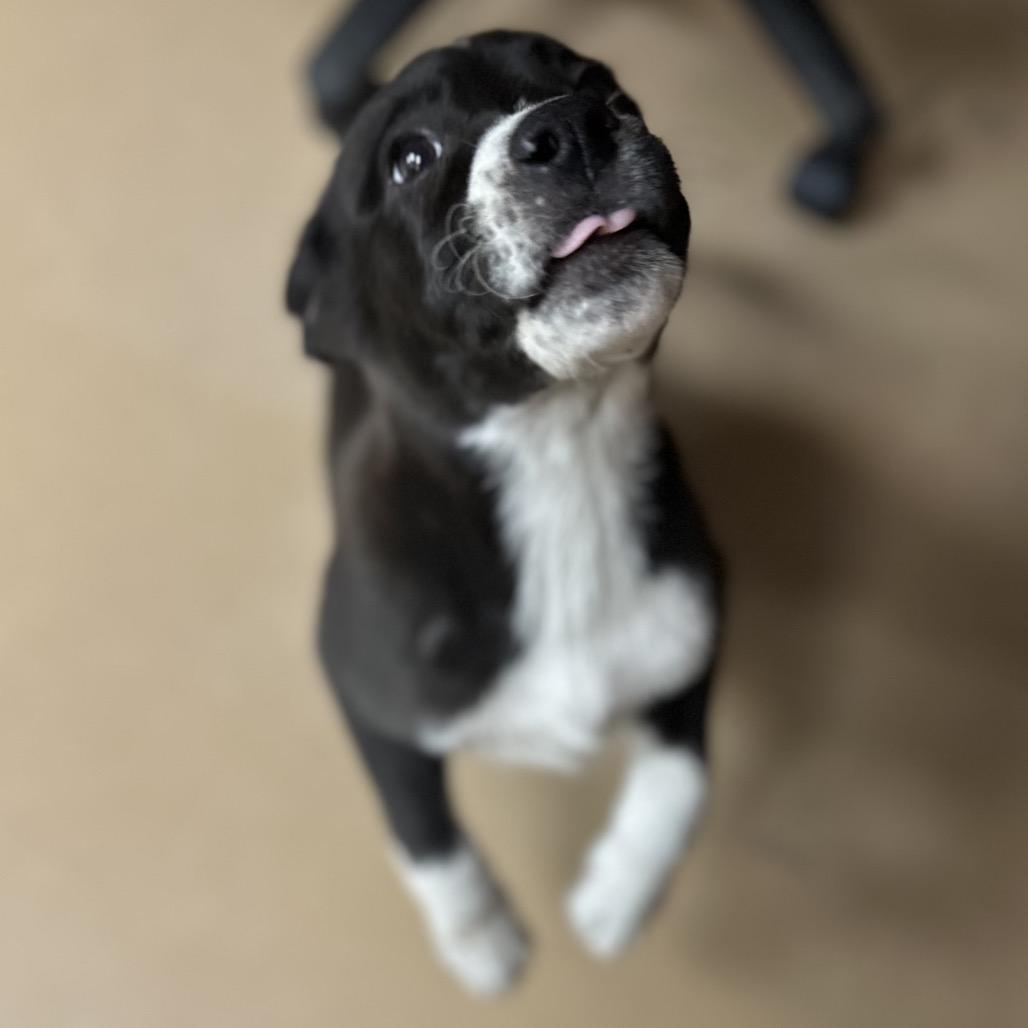 Enlarge Piranha SPONSORED, a Adoptable Mixed Breed in Gadsden, AL image 6/6