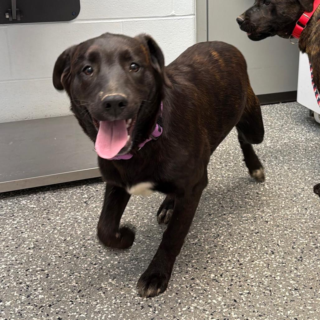 Chey, Adoptable, Young Female Labrador Retriever & Mixed Breed.
