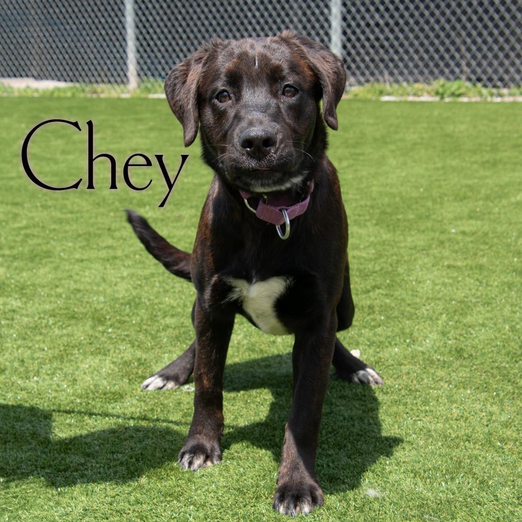 Enlarge Chey, a Adoptable mixed breed in Parkersburg, WV image 2/2