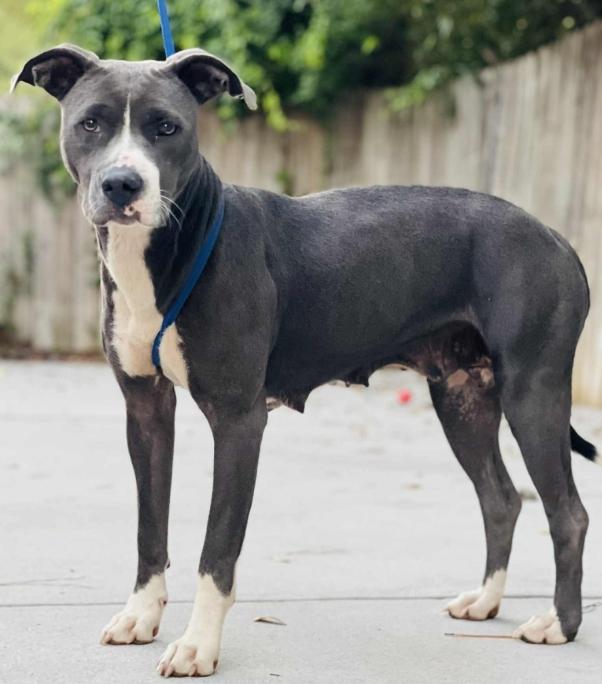 AC#3416 "Iris", Adoptable, Adult Female Pit Bull Terrier.