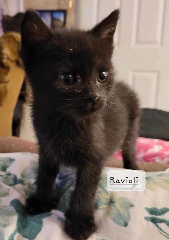Ravioli, Adopted, Kitten Female Domestic Short Hair.