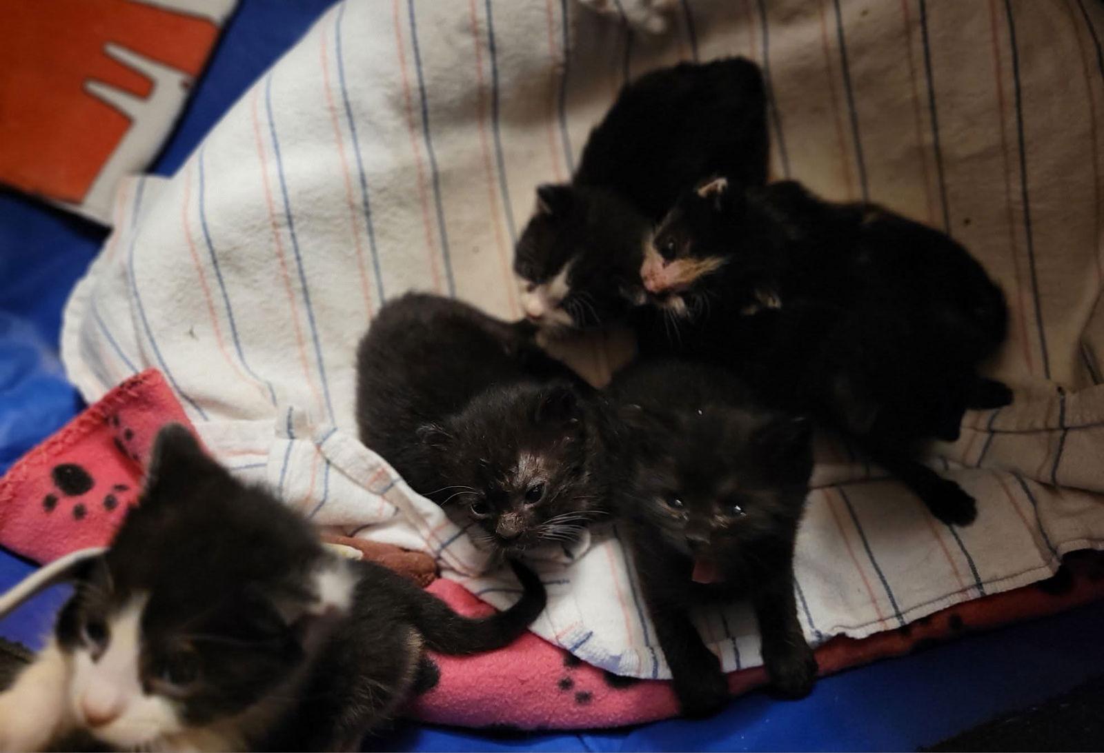 Ravioli, a Adopted Domestic Short Hair in Penndel, PA image 2/3