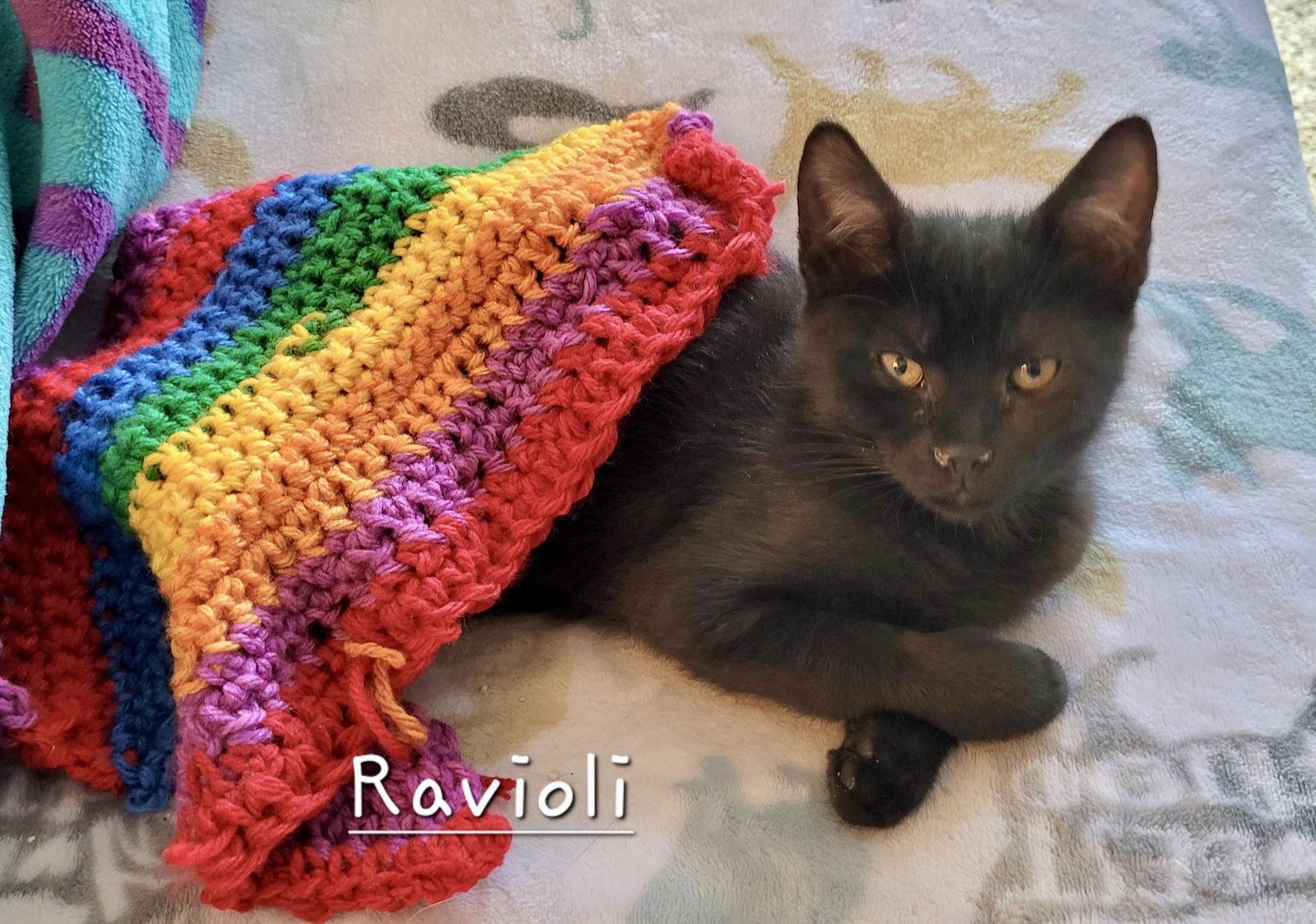 Ravioli, a Adopted Domestic Short Hair in Penndel, PA image 3/3