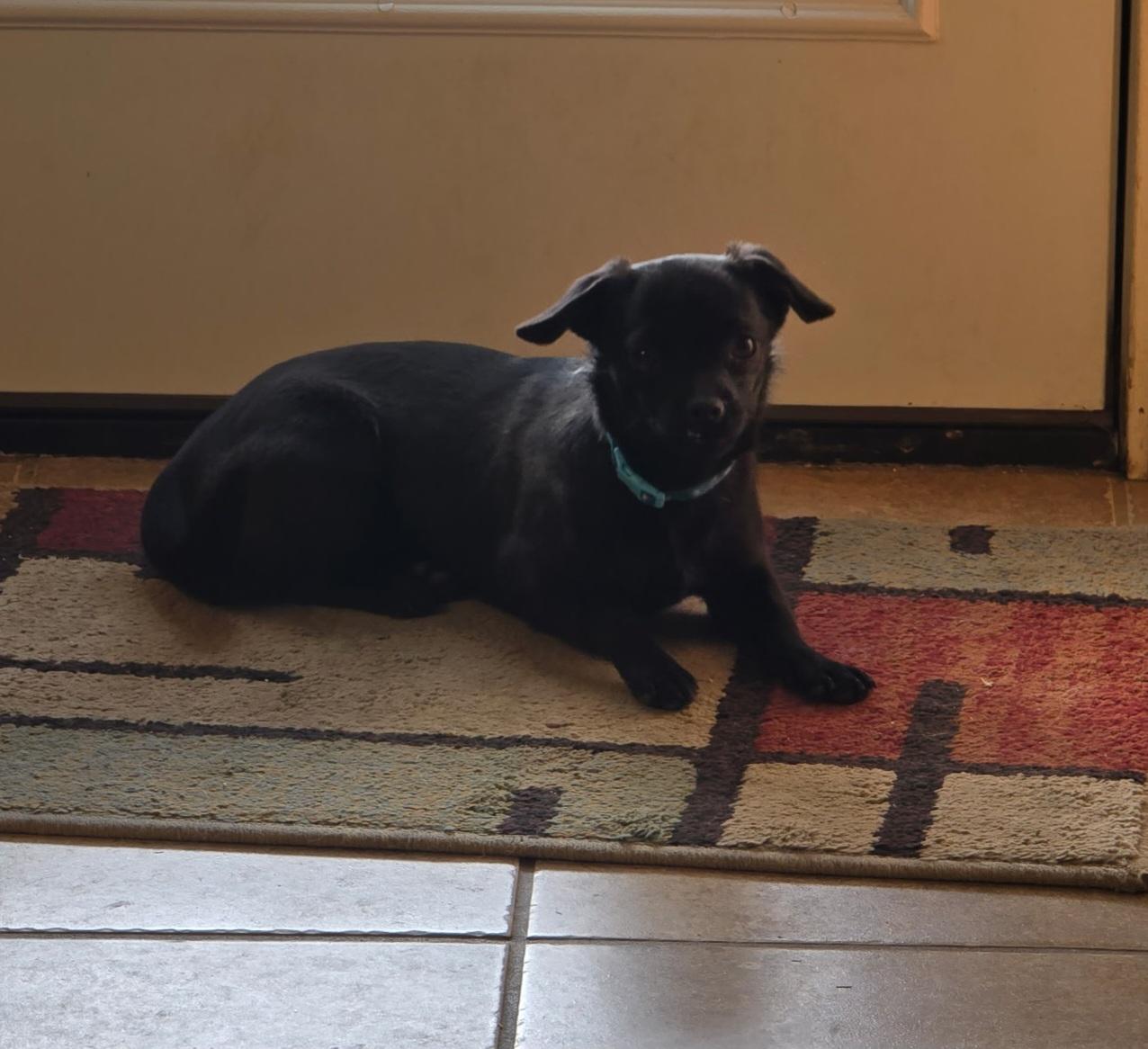 Enlarge Strawberry" Marlee" , a ADOPTABLE Puggle in Lexington, KY image 2/4