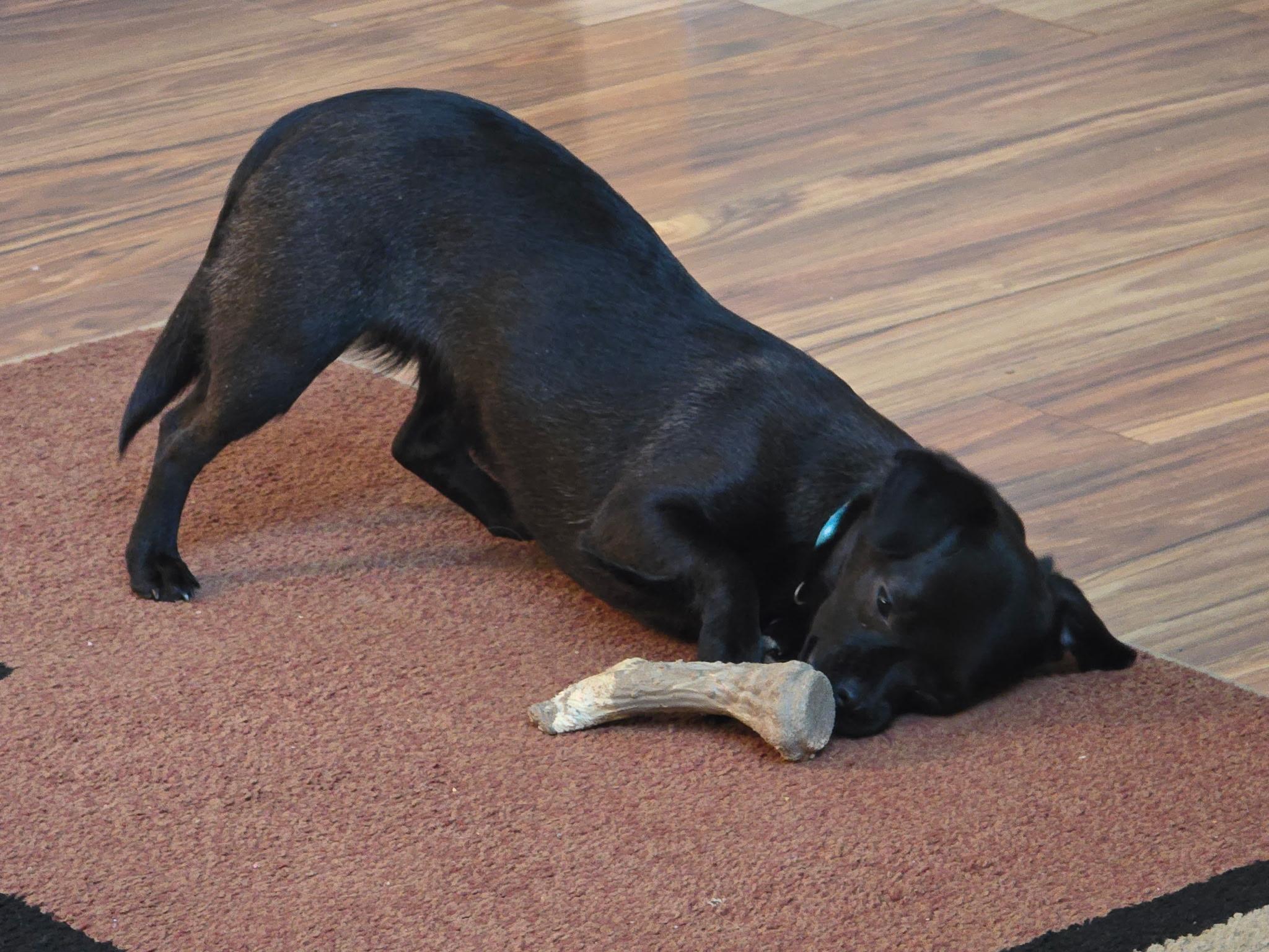 Enlarge Strawberry" Marlee" , a ADOPTABLE Puggle in Lexington, KY image 3/4